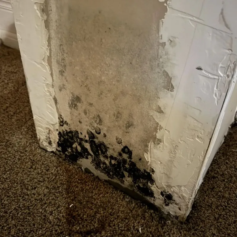 Professional Mold Removal in Mingo County, WV